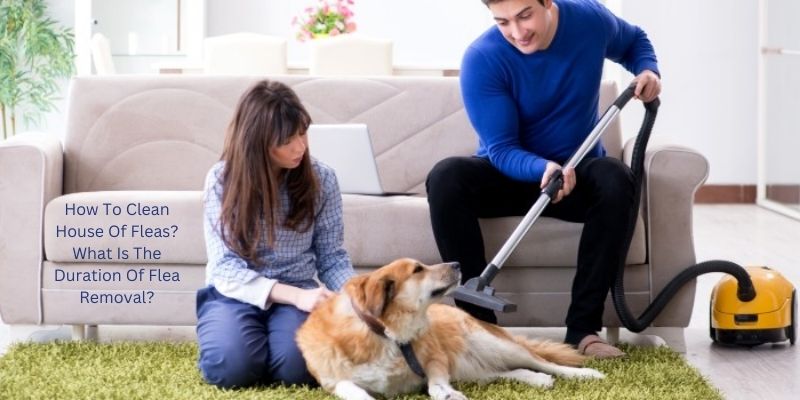 How To Clean House Of Fleas? What Is The Duration Of Flea Removal?