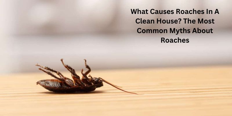 What Causes Roaches In A Clean House? The Most Common Myths About Roaches