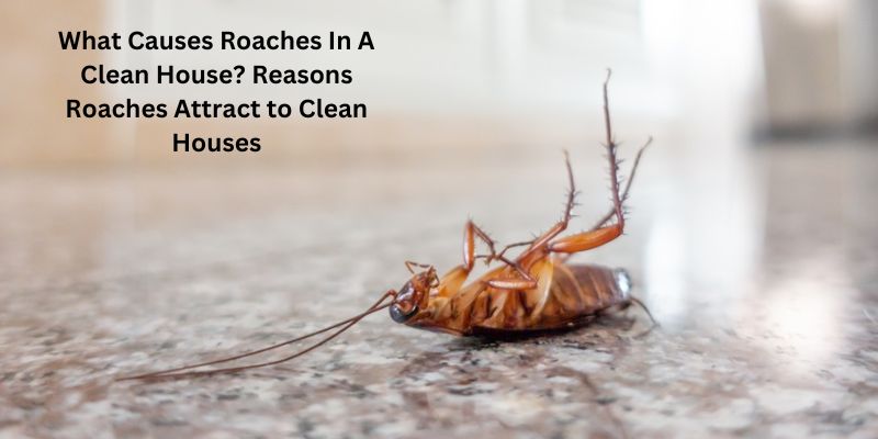 What Causes Roaches In A Clean House? Reasons Roaches Attract to Clean Houses