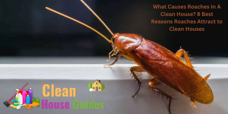 What Causes Roaches In A Clean House? 8 Best Reasons Roaches Attract to Clean Houses