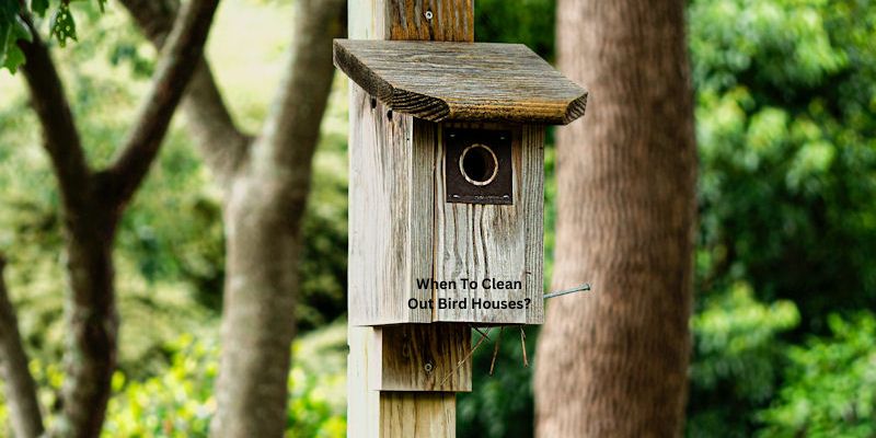 When To Clean Out Bird Houses?