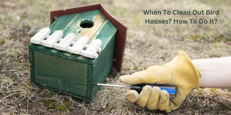 When To Clean Out Bird Houses? How To Do It?