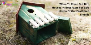When To Clean Out Bird Houses? 4 Best Facts For Safe Haven Of Our Feathered Friends