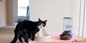 How to keep house clean with cats