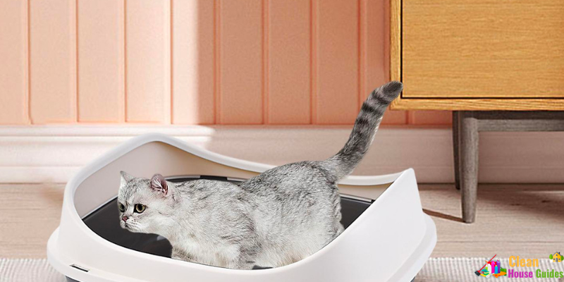 How to keep house clean with cats